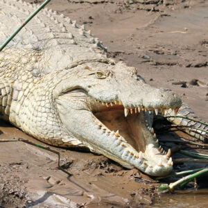 Fishing Charters Townsville Crocodiles