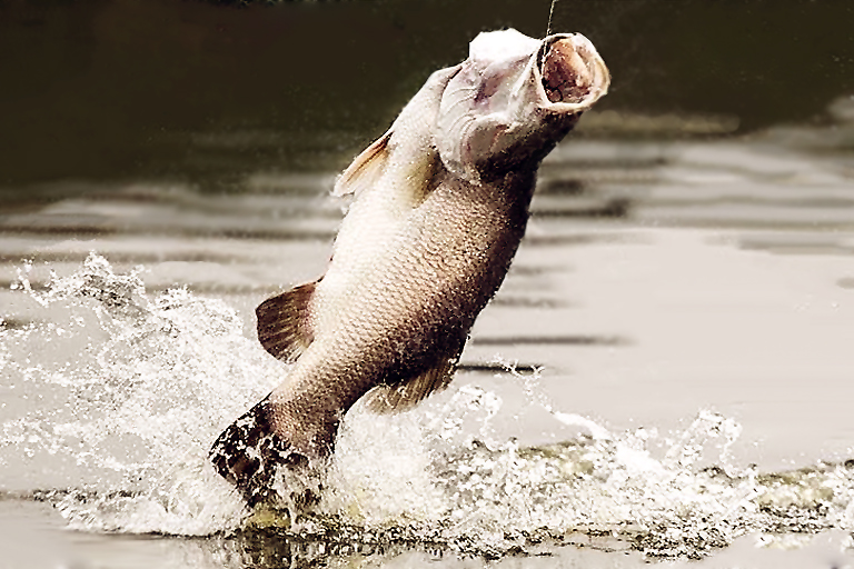 Townsville Fishing Charters Barramundi Jump