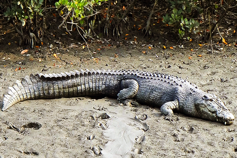 Bohle River Crocodile Townsville