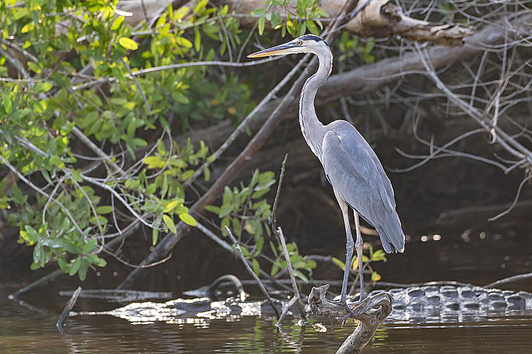 TFishing Charters in Townsville bird and croc.