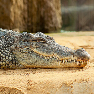 Billabong Sanctuary Crocodile Townsville waiting for barra