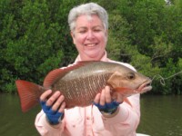 Mangrove Jack Charter Fishing Townsville