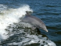 Dolphins off magnetic island while on fishing charter