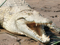 Fishing Charters Townsville Crocodiles
